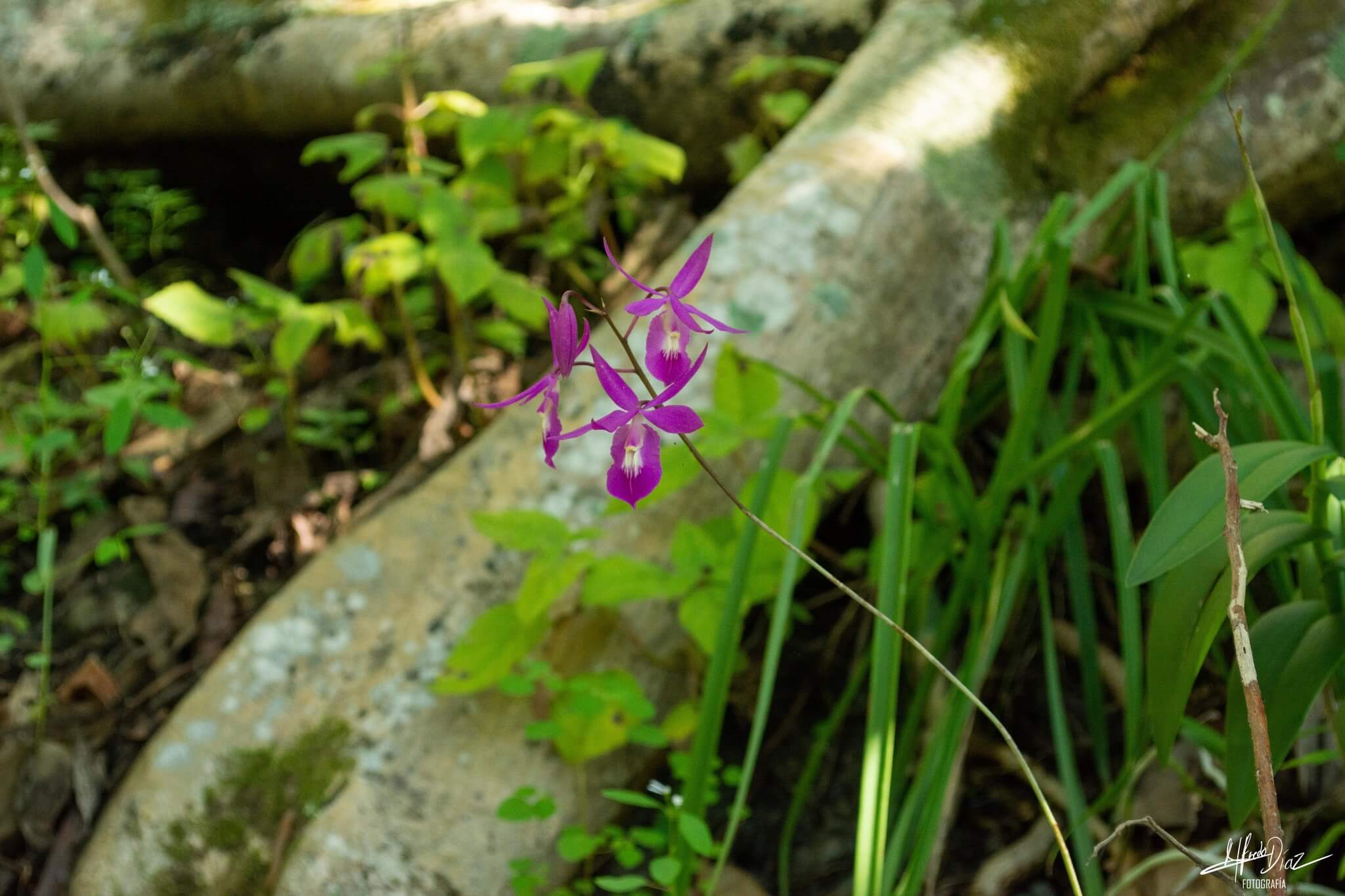 Barkeria scandens